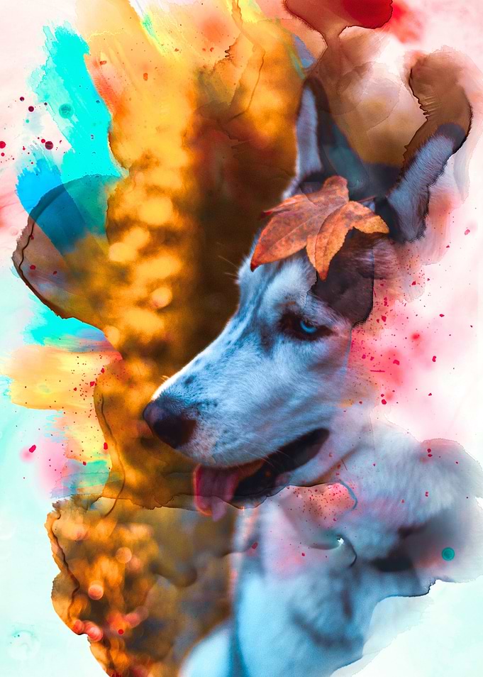 Siberian Husky