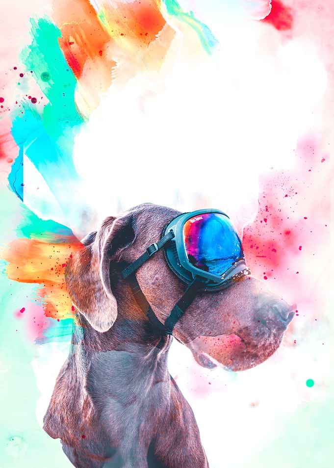 Great Dane