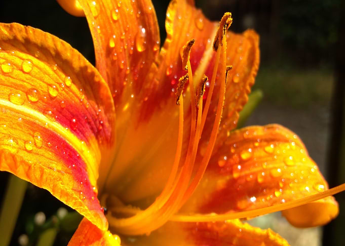 Lily