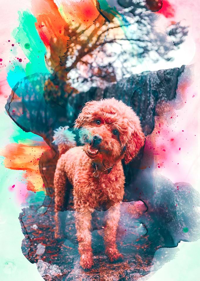 Poodle Illustration