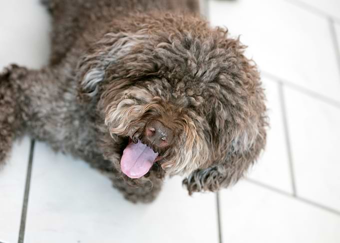 Lagotto Romagnolo macro