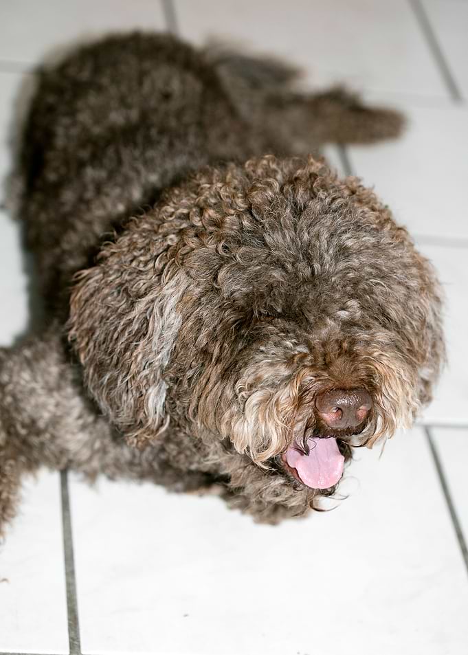 Lagotto Romagnolo macro