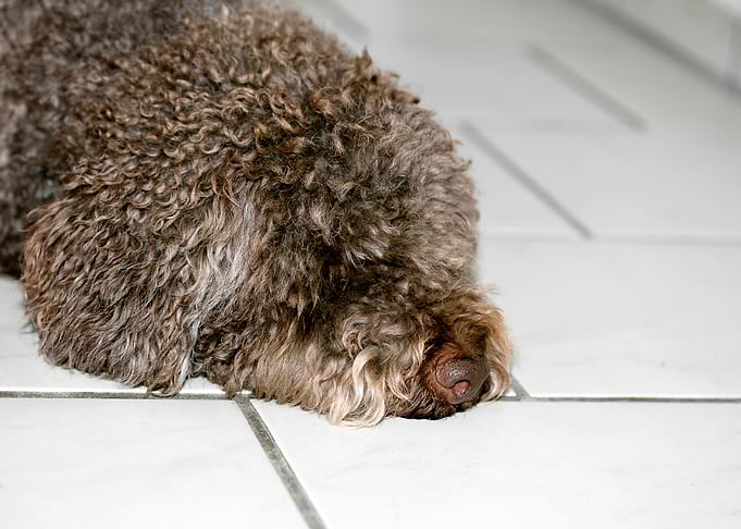 Lagotto Romagnolo macro