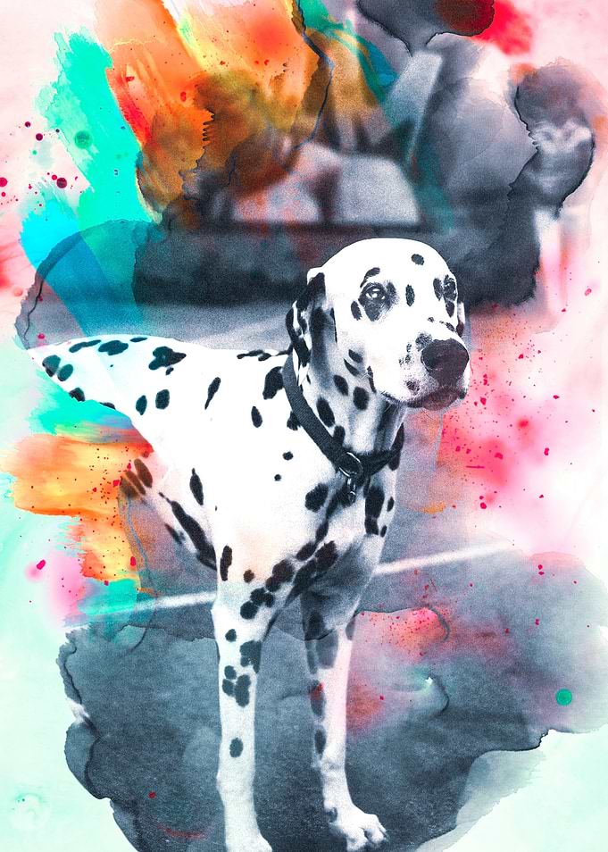 Dalmatian