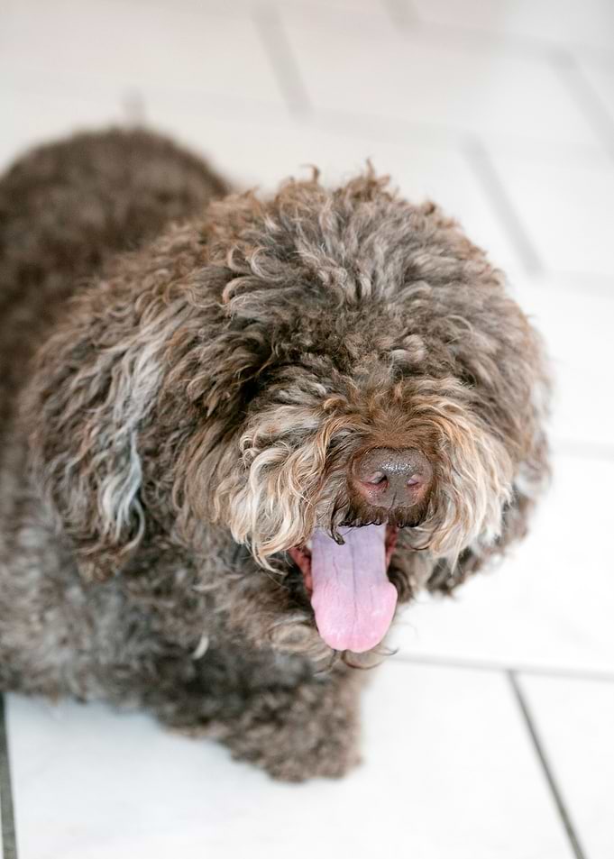 Lagotto Romagnolo macro