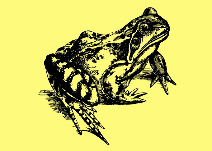 funny and cute frog art