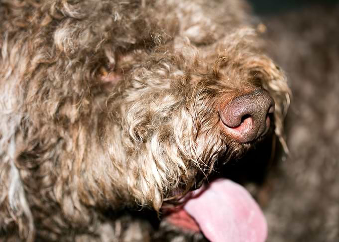 Lagotto Romagnolo macro