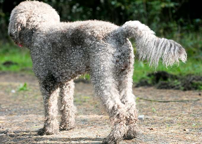 Lagotto Romagnolo macro
