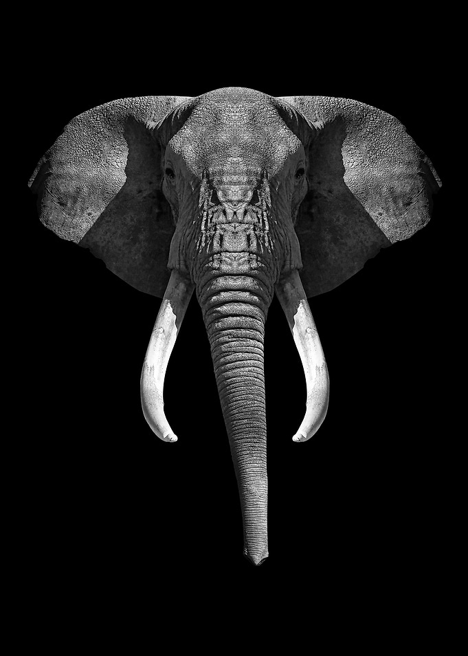 Elephant head black white