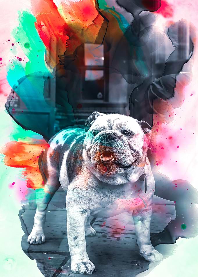 Bulldog Illustration