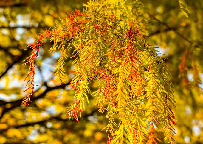 Orange Leaf Tree