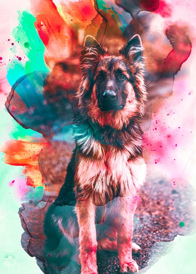 German Shepherd