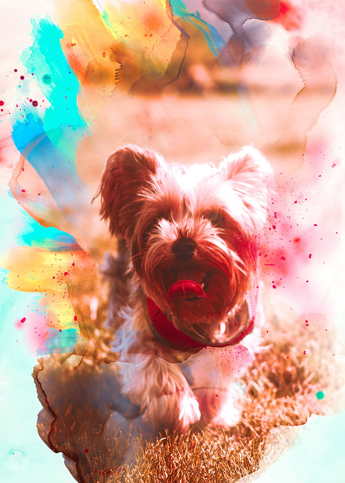 Yorkshire Terrier