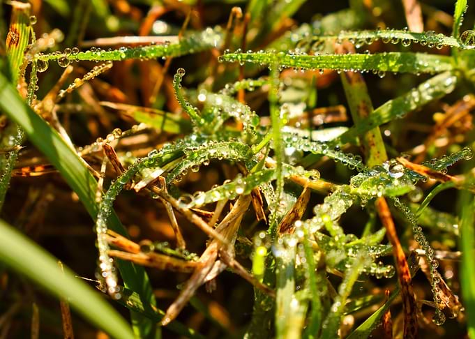 Fall Morning Dew On Grass