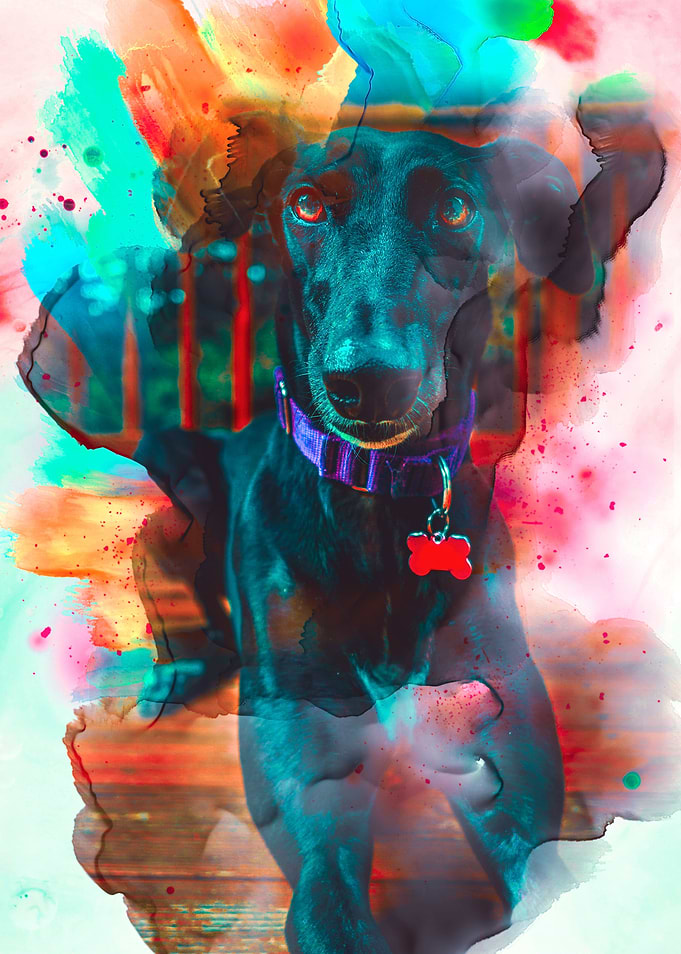 Whippet