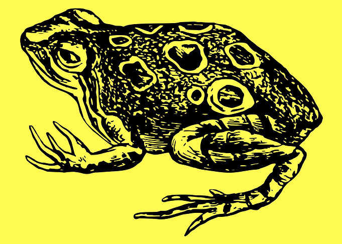 funny and cute frog art