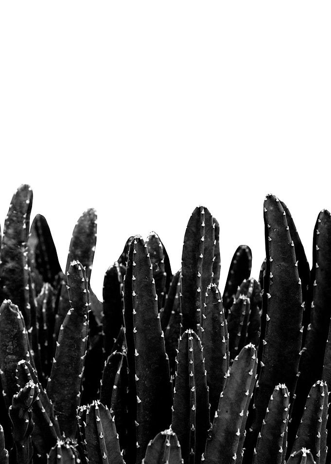 Black Cacti Dream 1