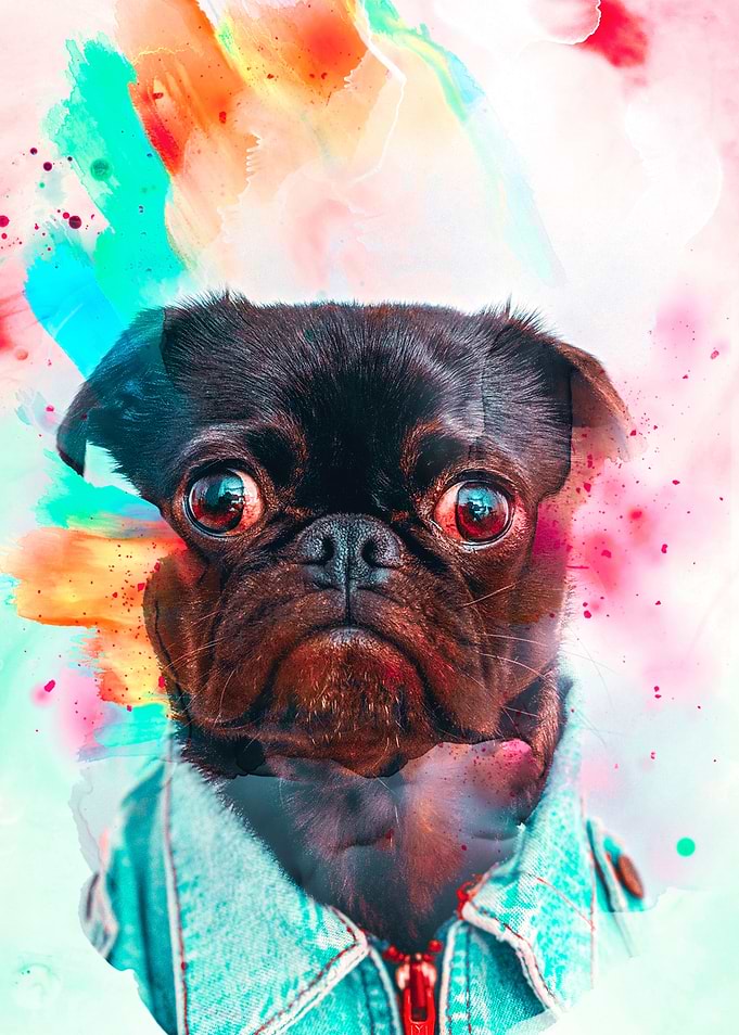 Pug