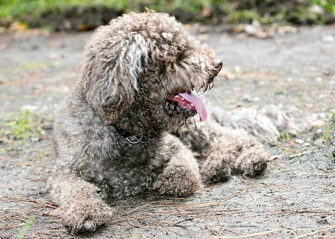 Lagotto Romagnolo macro