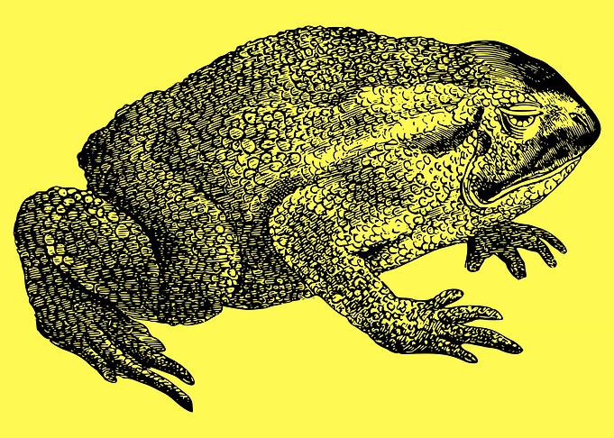 funny and cute frog art