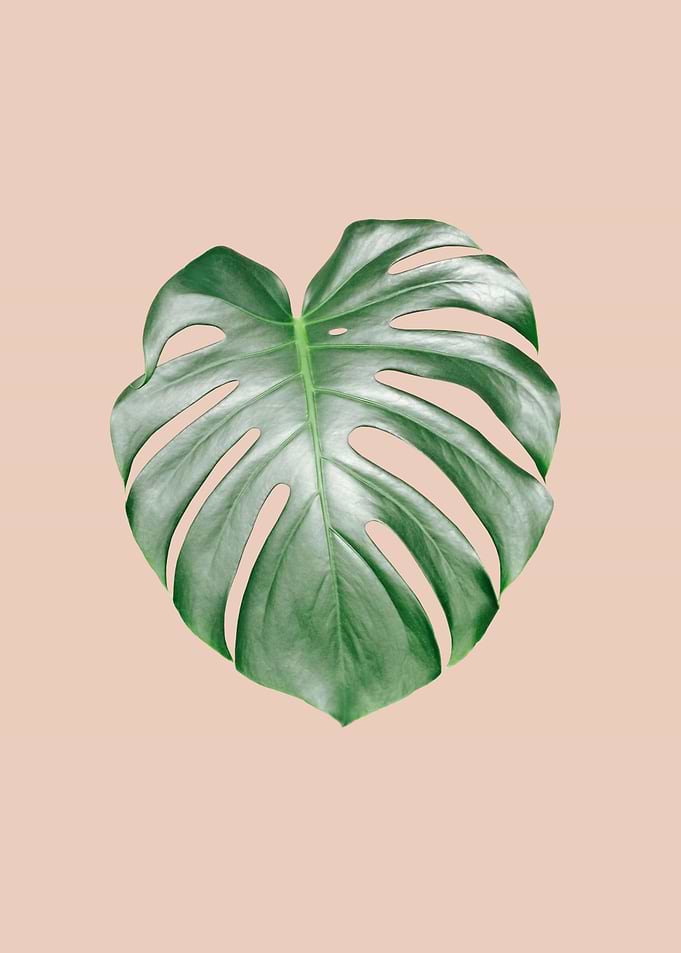 Monstera Dream 2
