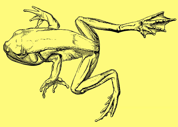 funny and cute frog art