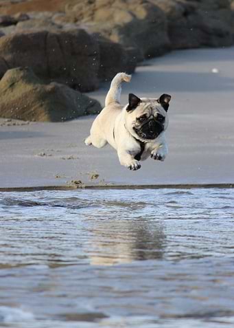 Pug jumping in to water