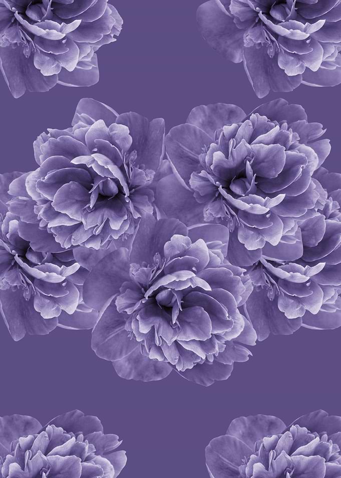 Ultra Violet Peony 1