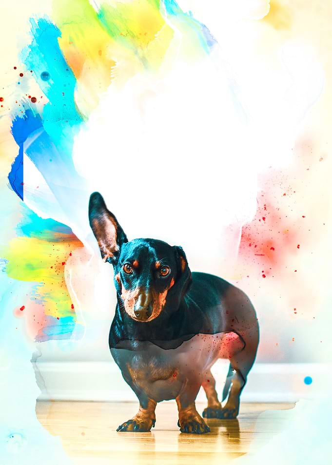 Dachshund