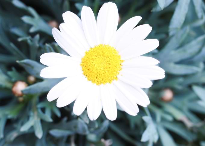 SMILE Daisy 1