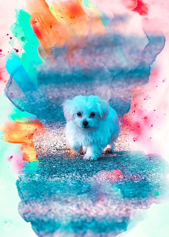 Maltese