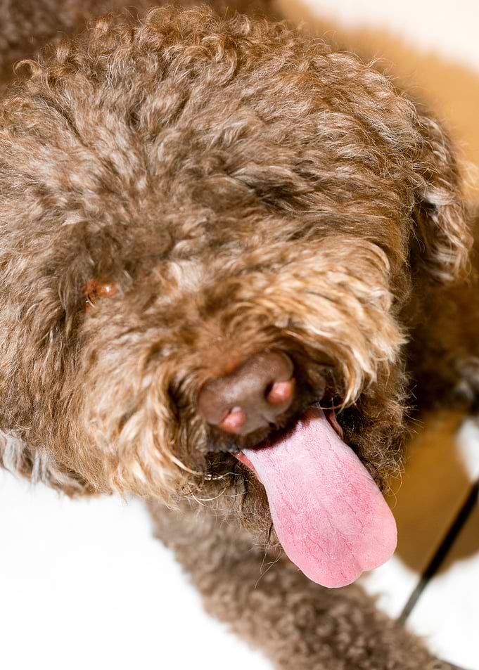 Lagotto Romagnolo macro