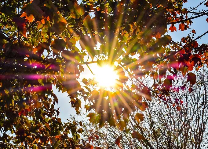 Sun Shining Through Leaves