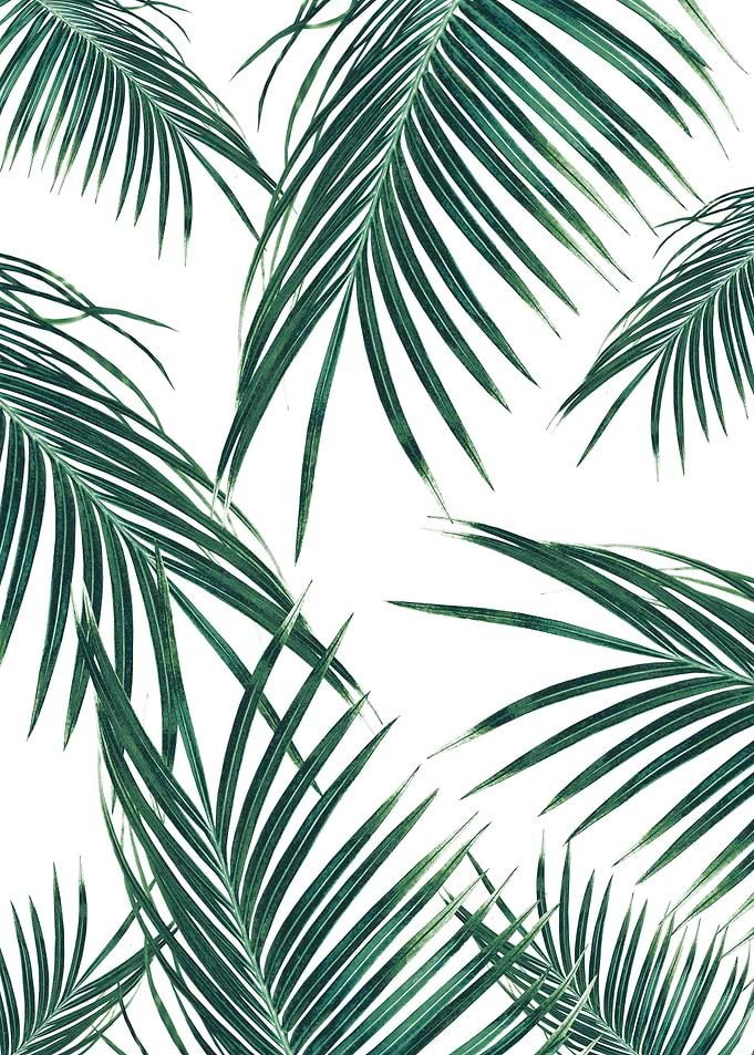 Green Palm Leaves Dream 2