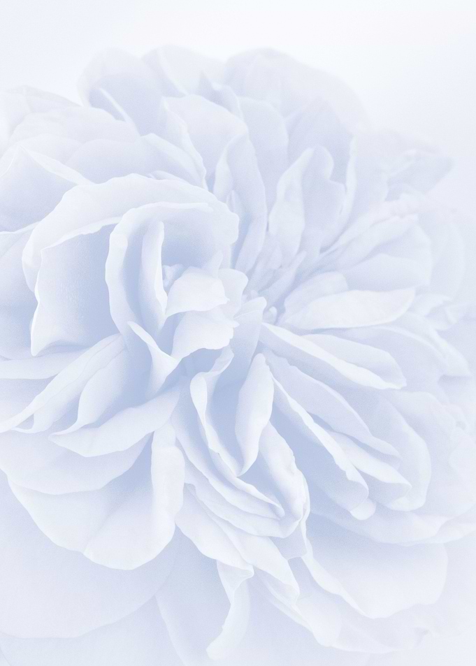 Light Blue Rose 4