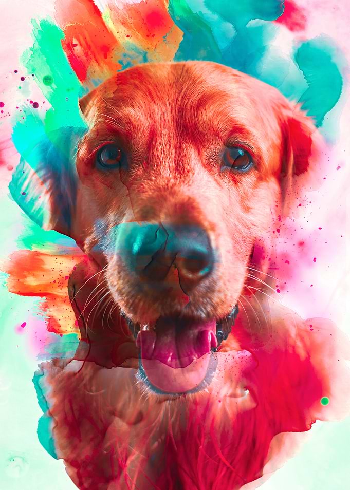 Golden Retriever