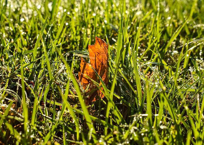 Fall Leaf In Grass