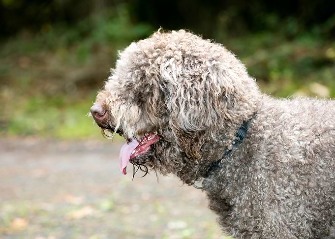 Lagotto Romagnolo macro