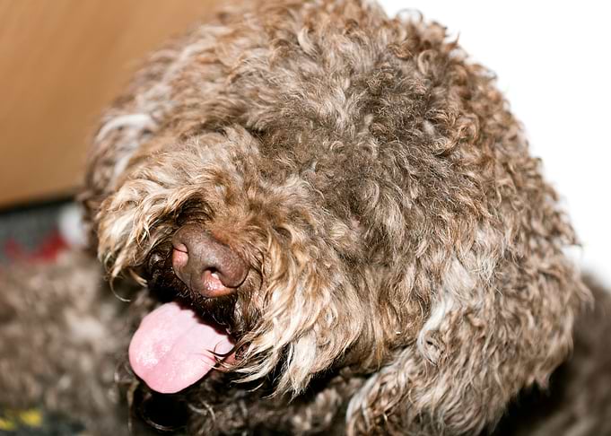 Lagotto Romagnolo macro