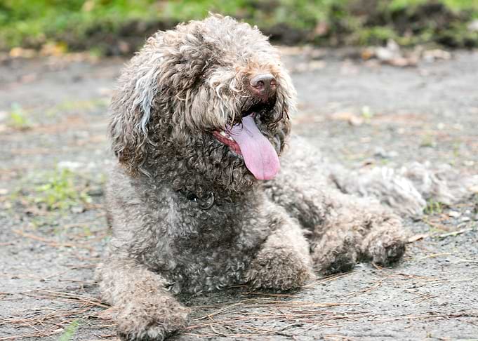 Lagotto Romagnolo macro
