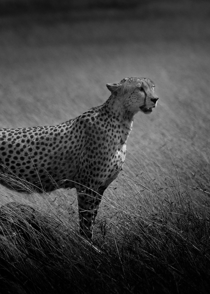 Cheetah Hunter