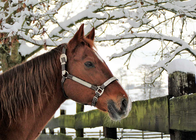 Snow Horse