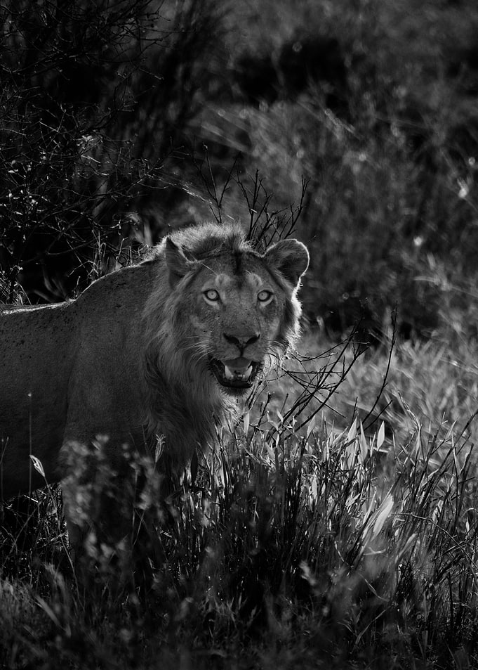Lion Hunter