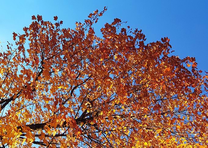 coloured leaves