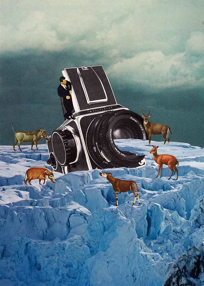 Cameraman [collage]
