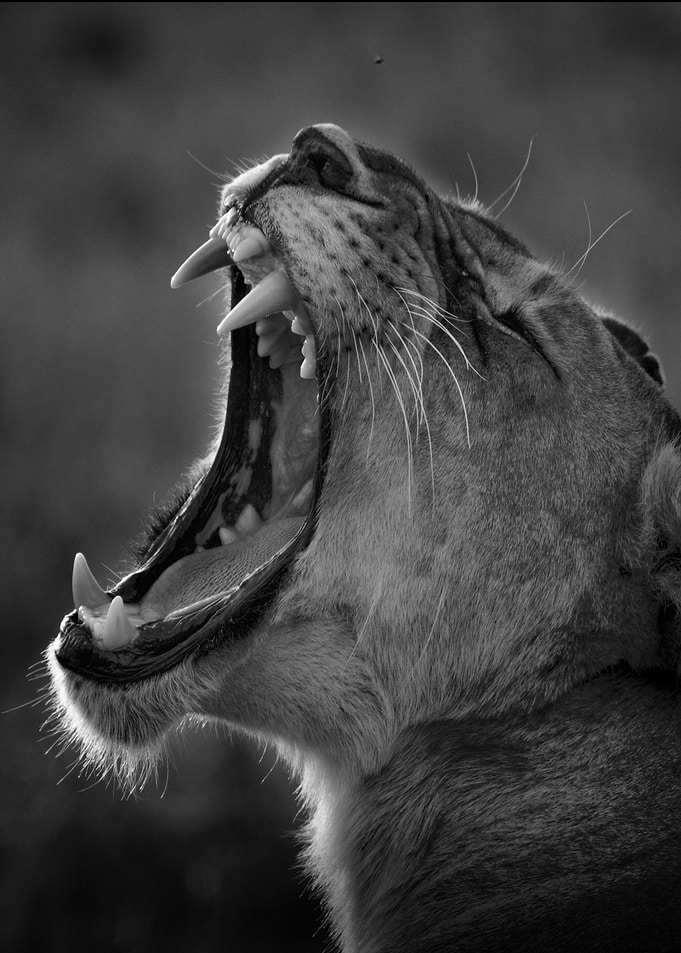 Lion Mother