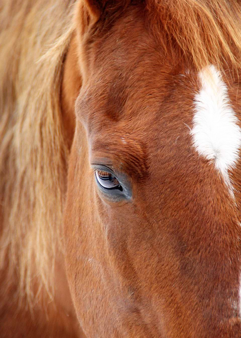 Snow Horse