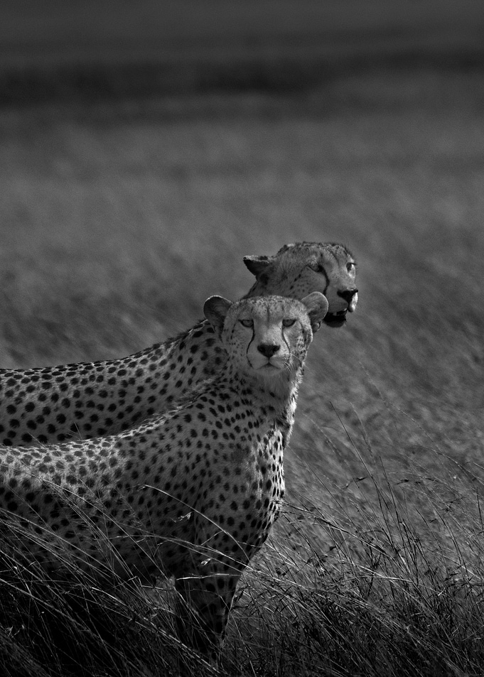Cheetah Couple