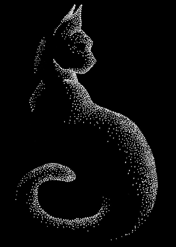 Cat in the night
