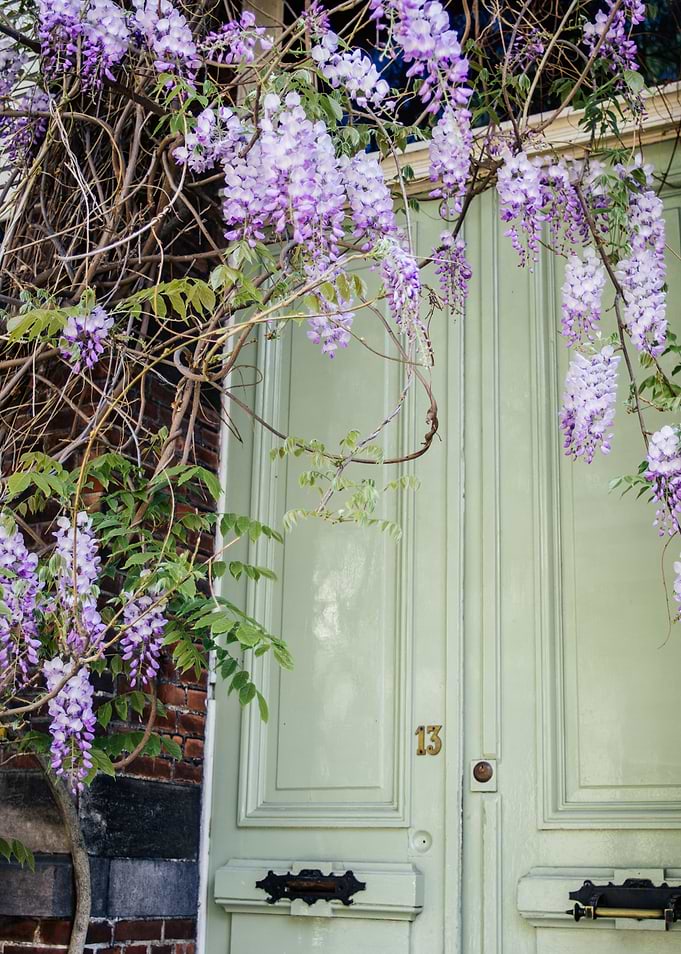 Wisteria on Door 13